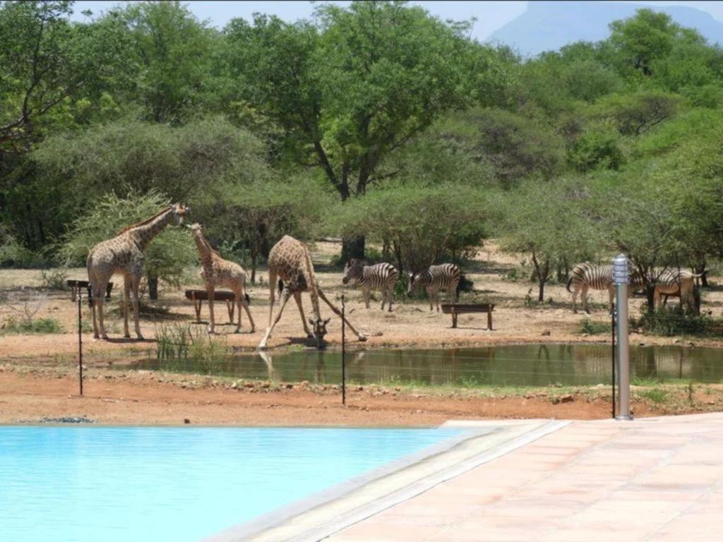 Thandolwami Bushlodge & Spa Hoedspruit Eksteriør bilde
