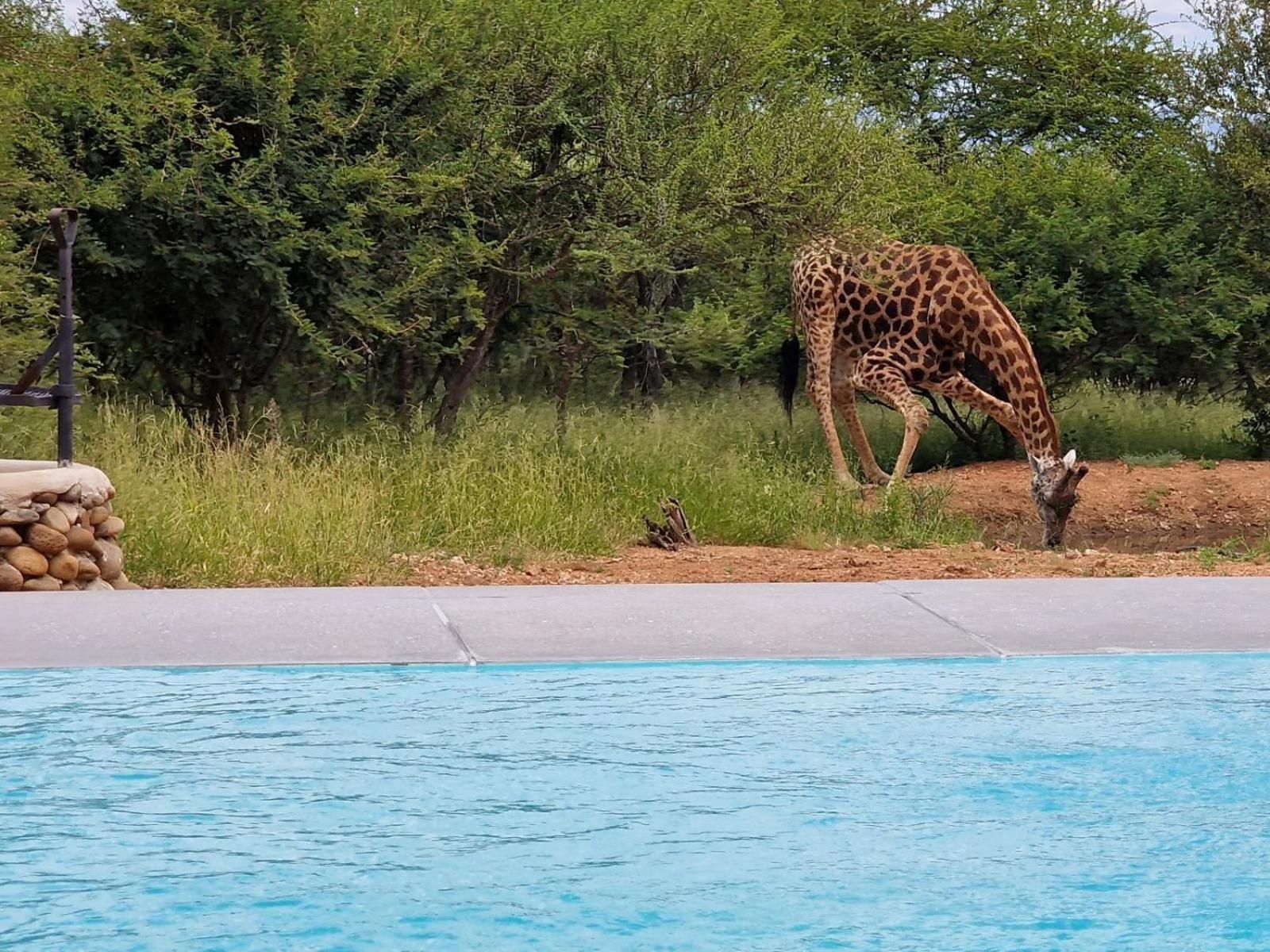 Thandolwami Bushlodge & Spa Hoedspruit Eksteriør bilde