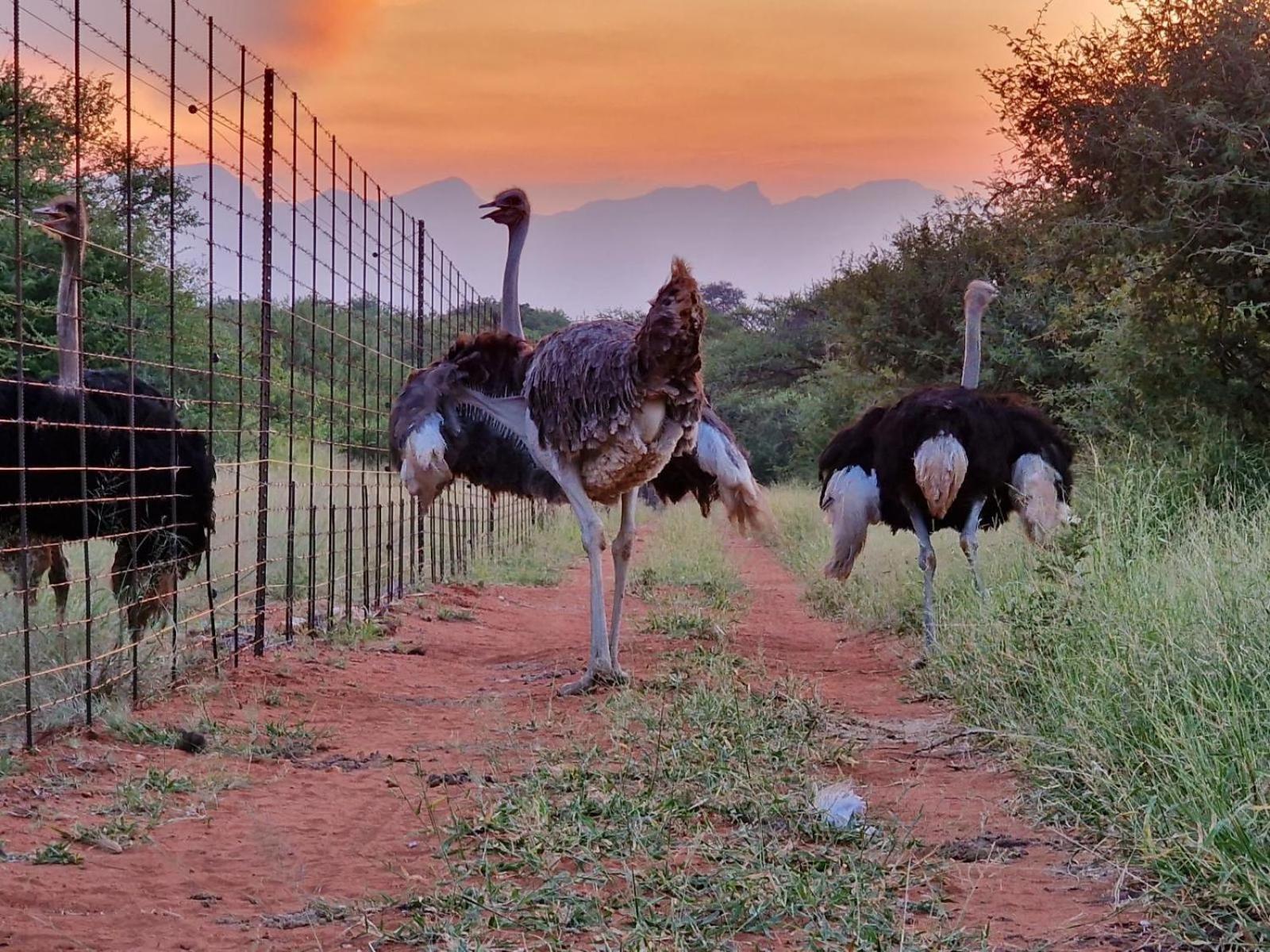 Thandolwami Bushlodge & Spa Hoedspruit Eksteriør bilde