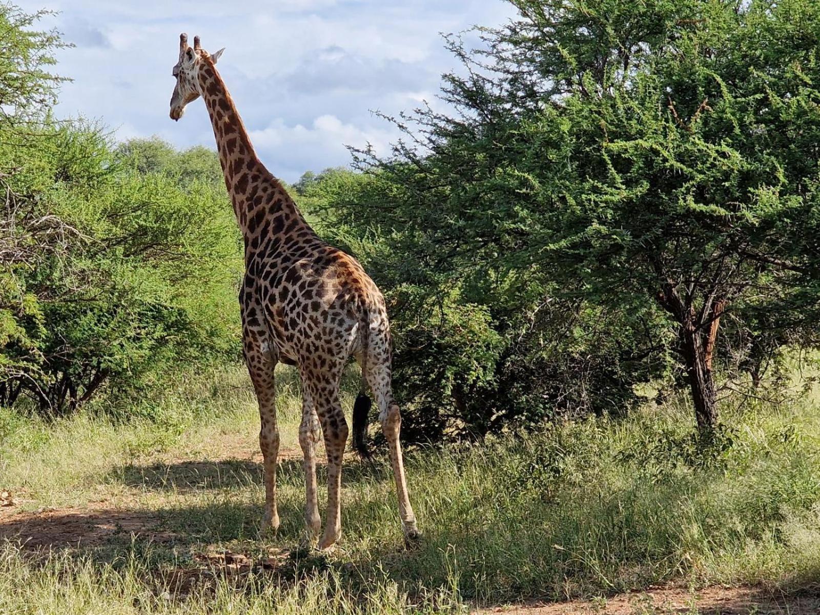 Thandolwami Bushlodge & Spa Hoedspruit Eksteriør bilde