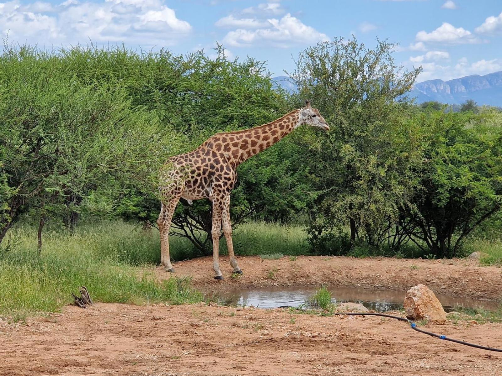 Thandolwami Bushlodge & Spa Hoedspruit Eksteriør bilde